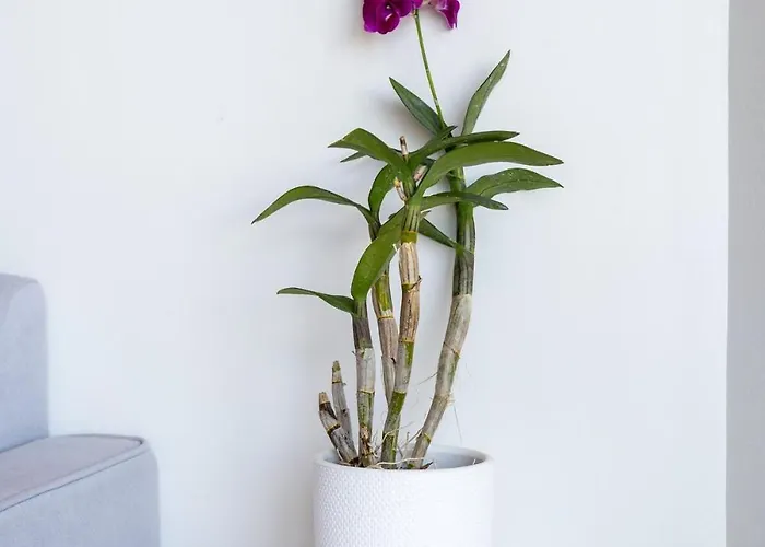 The Royal Staghorn - A Luxury *